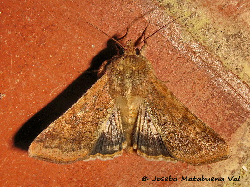 Noctuidae di questa fine settimana